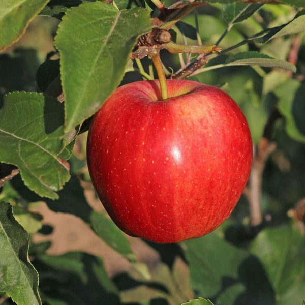 10 Graines de Pommier Commun, Malus domestica, Pommier Domestique