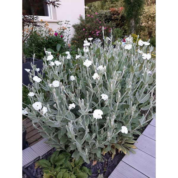 1000 Graines de Coquelourde à Fleurs Blanches Silene coronaria Lychnis coronaria Agrostemma coronaria Coronaria coriacea