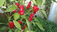 40 Graines de Piment, Peter Red Chili, Poivre de Pénis, Peter Pepper, Capsicum Annuum