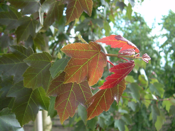 10 Graines Acer rubrum, Érable rouge, idéal Bonsaï