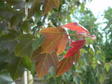 5 Graines Acer rubrum, Érable rouge, idéal Bonsaï