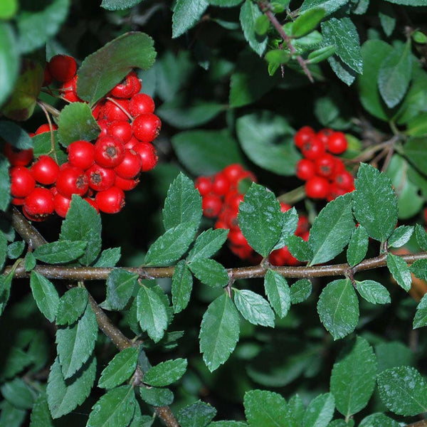 7 Graines de Buisson Ardent, Pyracantha coccinea