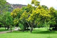 10 Graines de Acacia Pleureur, Peltophorum africanum