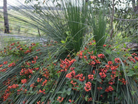 Graines de Vigne corail, Kennedia coccinea