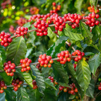 Graines Coffea arabica "Villa Sarchi", Caféier Arabica