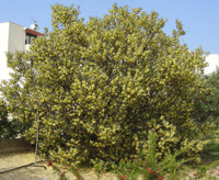 Graines Acacia retinoides,  Mimosa des quatre saisons, Mimosa d'été, Mimosa résineux