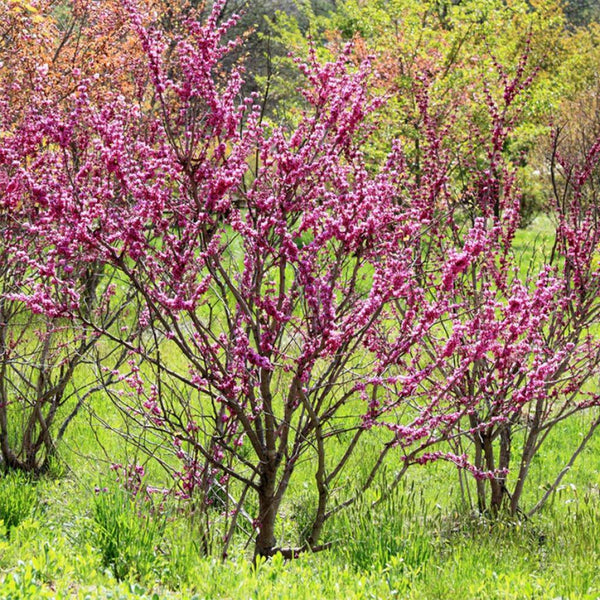 Graines de Gainier de Chine, Cercis Chinensis