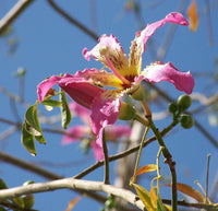 10 Graines Ceiba Speciosa, Arbre Bouteille, Kapokier, Bâton Ivre