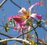 10 Graines Ceiba Speciosa, Arbre Bouteille, Kapokier, Bâton Ivre