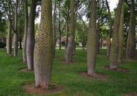 7 Graines Ceiba Speciosa, Arbre Bouteille, Kapokier, Bâton Ivre