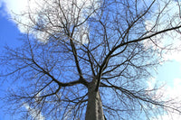 5 Graines Ceiba Speciosa, Arbre Bouteille, Kapokier, Bâton Ivre