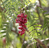 7 Graines de Faux-poivrier odorant, Schinus molle, Faux Poivrier, Poivrier Sauvage