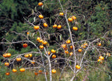 5 Graines de Plaqueminier, Diospyros Kaki, Plaqueminier du Japon, Figuier Caque, Plaqueminier Kaki