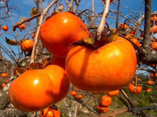 3 Graines de Plaqueminier, Diospyros Kaki, Plaqueminier du Japon, Figuier Caque, Plaqueminier Kaki