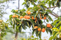 30 Graines de Plaqueminier, Diospyros Kaki, Plaqueminier du Japon, Figuier Caque, Plaqueminier Kaki