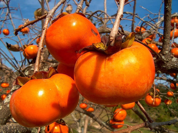 7 Graines de Plaqueminier, Diospyros Kaki, Plaqueminier du Japon, Figuier Caque, Plaqueminier Kaki