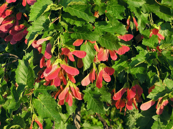 Graines Acer tataricum, Érable de Tartarie