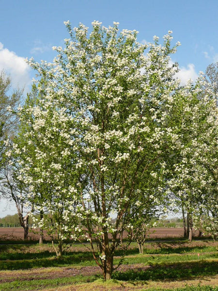 Graines Prunus maackii, Cerisier de Mandchourie