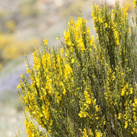 Graines Genista cinerea, Genêt cendré