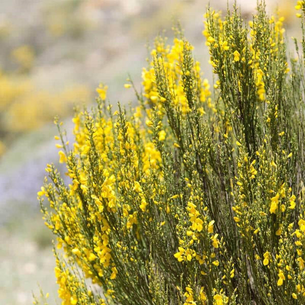 Graines Genista cinerea, Genêt cendré