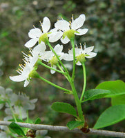 Graines Prunus mahaleb, Cerisier de Sainte Lucie, Faux merisier, Bois de Sainte-Lucie