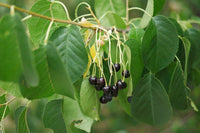 Graines Prunus mahaleb, Cerisier de Sainte Lucie, Faux merisier, Bois de Sainte-Lucie