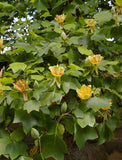 Graines de Tulipier de Virginie, arbre aux lis, Liriodendron tulipifera