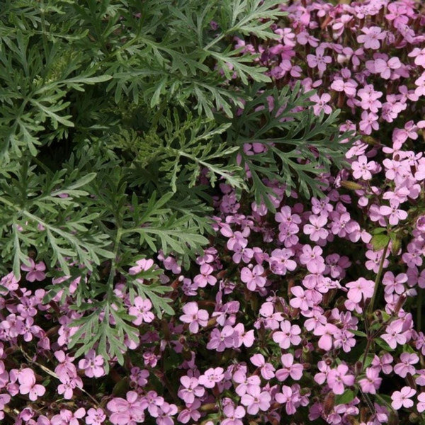 50 Graines de Saponaire de Montpellier, Saponaria ocymoides, Saponaire des rochers, Saponaire faux Basilic, Saponaire rose