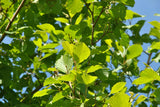 Graines Alnus incana, Aulne Blanc, Aulne rugueux, Aulne de montagne