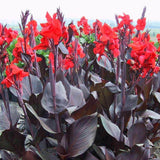 Graines de Canna, Canna indica