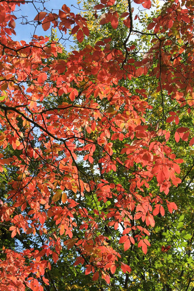 Graines Acer maximowiczianum, Érable de Nikko, Acer nikoense