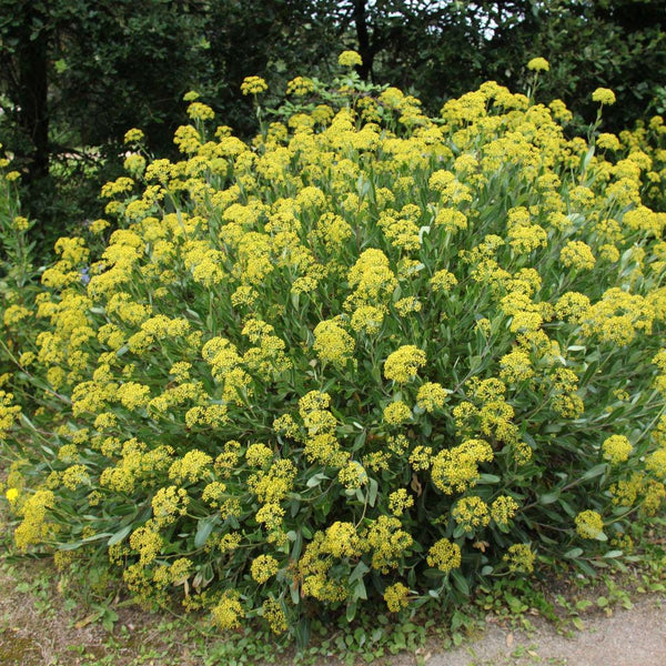 Graines Bupleurum fruticosum, Buplèvre ligneux, Buplèvre en arbre