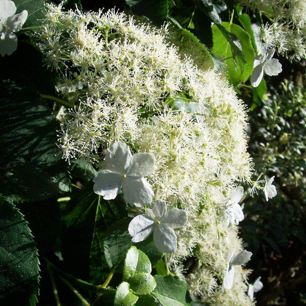 20 Graines Hortensia grimpant, Hydrangea petiolaris