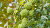 Graines de Oranger des Osages, Maclura pomifera