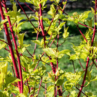 3 Graines de Cornus alba, Cornouiller blanc, Cornouiller de Tartarie