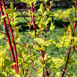 3 Graines de Cornus alba, Cornouiller blanc, Cornouiller de Tartarie