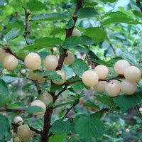 Graines Nanking Cherry Prunus Tomentosa - Cerasus Tomentosa - Ragouminier