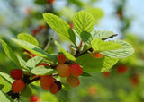 Graines Nanking Cherry Prunus Tomentosa - Cerasus Tomentosa - Ragouminier