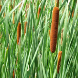 100 Graines de Massette à larges feuilles, Typha Latifolia, roseau à massette, rauche, quenouille