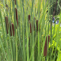 100 Graines de Massette à larges feuilles, Typha Latifolia, roseau à massette, rauche, quenouille