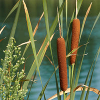 100 Graines de Massette à larges feuilles, Typha Latifolia, roseau à massette, rauche, quenouille