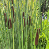 50 Graines de Massette à larges feuilles, Typha Latifolia, roseau à massette, rauche, quenouille