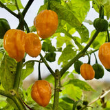 20 Graines de Piment Habanero Citron, Capsicum Chinense