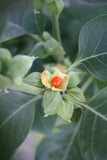 5 Graines Ashwagandha, Withania Somnifera, Ginseng Indien