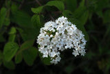 Graines Viburnum ichangense, Viorne de Ichang