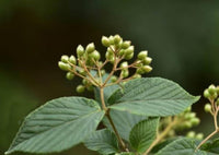 Graines Viburnum ichangense, Viorne de Ichang