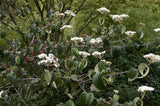 Graines Viburnum ichangense, Viorne de Ichang