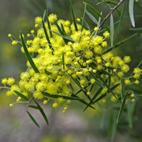 10 Graines d'Acacia, Acacia Fimbriata