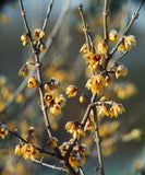 Graines de Chimonanthus praecox, Chimonanthe précoce