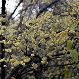 Graines de Chimonanthus praecox, Chimonanthe précoce